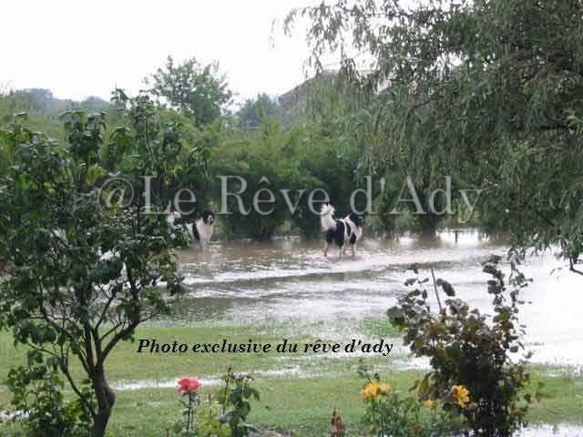 elevage landseer eleveur chiots du reve d'ady