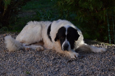 elevage landseer eleveur chiots du reve d'ady