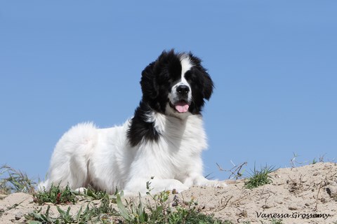 elevage landseer eleveur chiots du reve d'ady