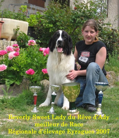 elevage landseer eleveur chiots du reve d'ady