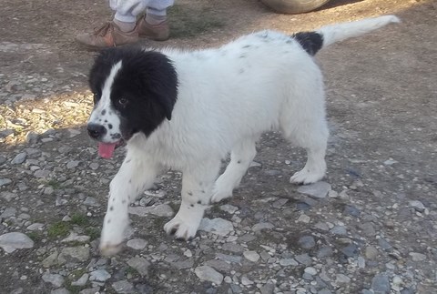 elevage landseer eleveur chiots du reve d'ady