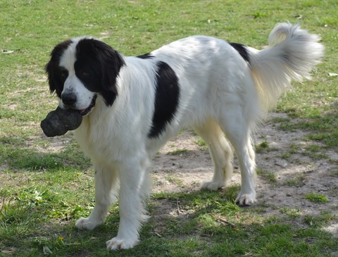 elevage landseer eleveur chiots du reve d'ady