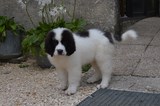 chiot landseer nova
