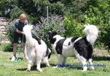 elevage landseer eleveur chiots du reve d'ady
